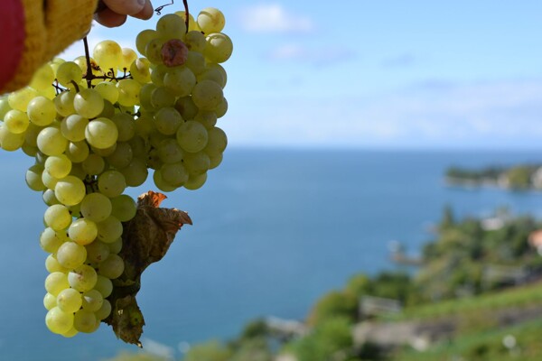 Hrozen odrůdy Chrupka bílá (Chasselas), v pozadí Ženevské jezero