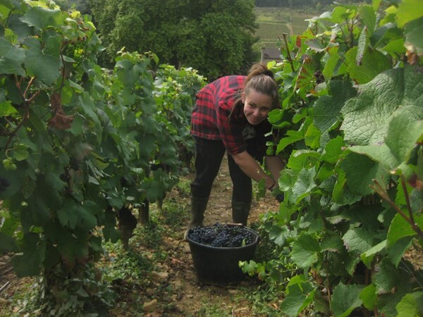Ruční sběr hroznů Pinot Noir, Burgundsko