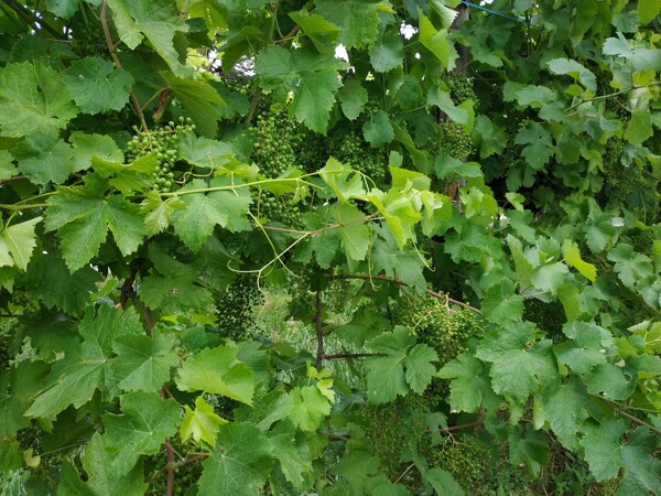 Dozrávající hrozny odrůdy Glera, které se používají na výrobu Prosecca