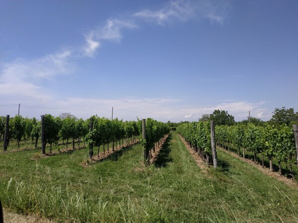 Poměrně vysoké vedení keře odrůdy Glera v regionu Prosecca