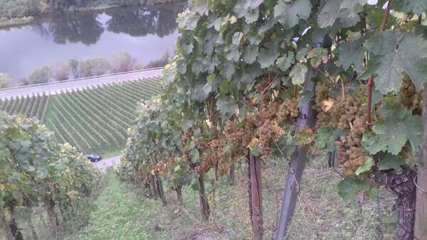 Hrozny odrůdy Riesling u městečka Kinheim v údolí řeky Mosely, které budou brzy sebrány. Fotka byla pořízena v půlce října 