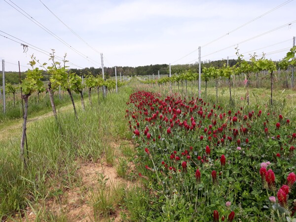 Ve vinicích vinařství Modrý sklep se nechávají udržované zelené pásy trávy, aby nedocházelo k erozi půdy a zároveň se tím šetři vodní režim této lokality.