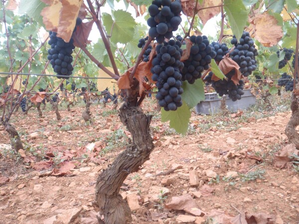 Typický pohled na hrozny Pinot Noiru při sběru hroznů v Burgundsku