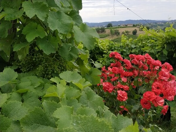 Růže u kěřů odrůdy Glera v regionu Prosecco - mají nejen dekorativní význam, slouží i jako indikátor nemocí napadající révu, padlí révové. To se na listech růží objeví o pár dní dříve než na listech révy a to je signál pro vinaře začít s ochranou vinice