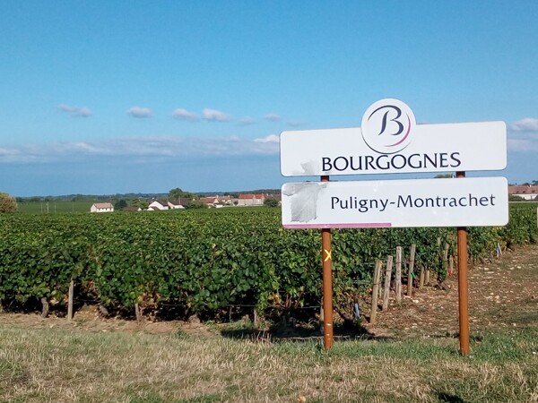 Pohled na vinice u slavné vinařské obce Puligny-Montrachet ve Francii