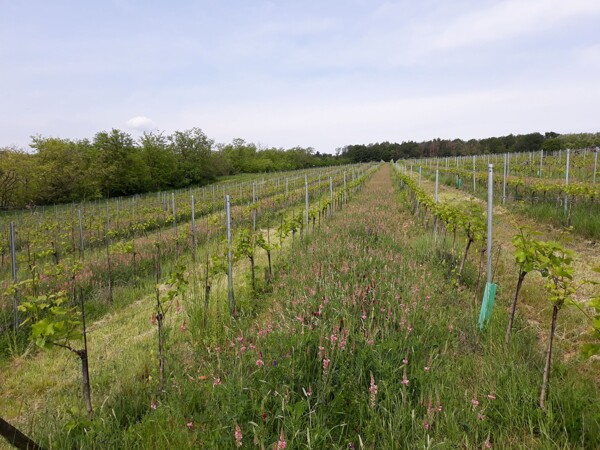 Ve vinicích vinařství Modrý sklep se nechávají udržované zelené pásy trávy, aby nedocházelo k erozi půdy a zároveň se tím šetři vodní režim této lokality.