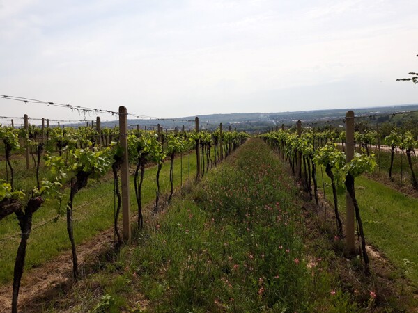 Ve vinicích vinařství Modrý sklep se nechávají udržované zelené pásy trávy, aby nedocházelo k erozi půdy a zároveň se tím šetři vodní režim této lokality.