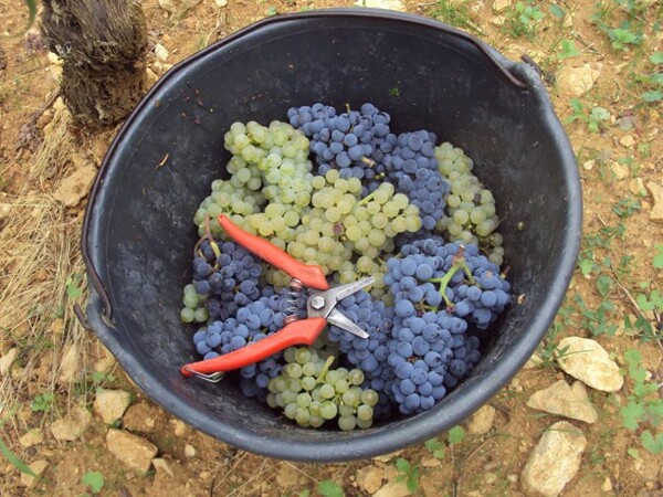 "sekatér", jak ve Francii nazývají nůžky ke sběru hroznů s hrozny Chardonnay i Pinot Noiru, které se někdy najdou ve společném řádku, Pernand-Vergelesses, Burgundsko