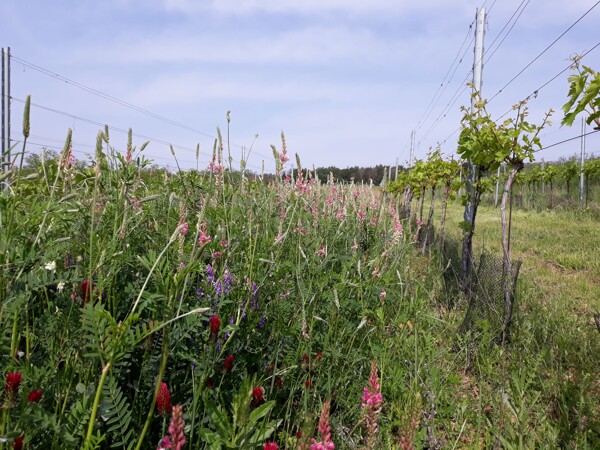 Ve vinicích vinařství Modrý sklep se nechávají udržované zelené pásy trávy, aby nedocházelo k erozi půdy a zároveň se tím šetři vodní režim této lokality.