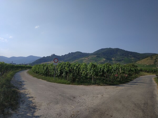Momentka z vinic z vyhlášené rakouské oblasti Wachau