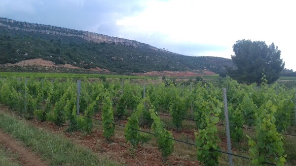 Pohled na vedení zavlažovacího systému na vinicích ve francouské oblasti Provence
